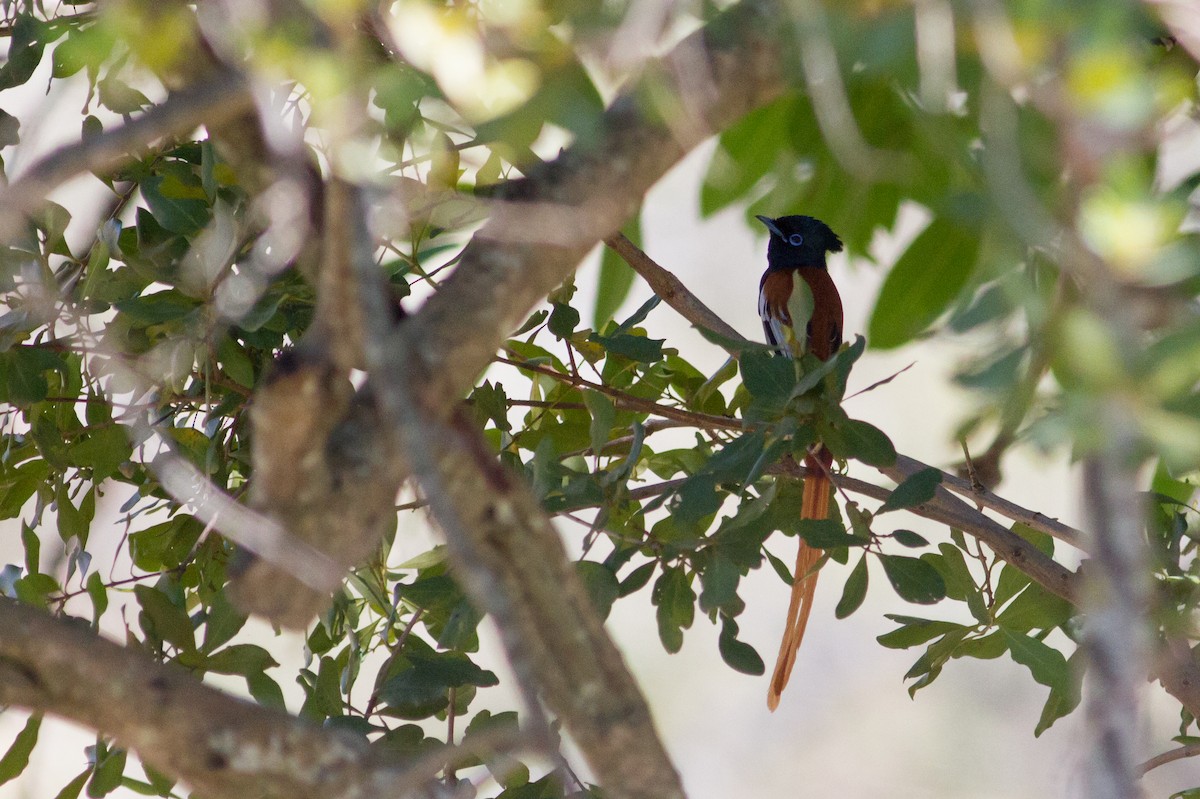 African Paradise-Flycatcher - ML136699551