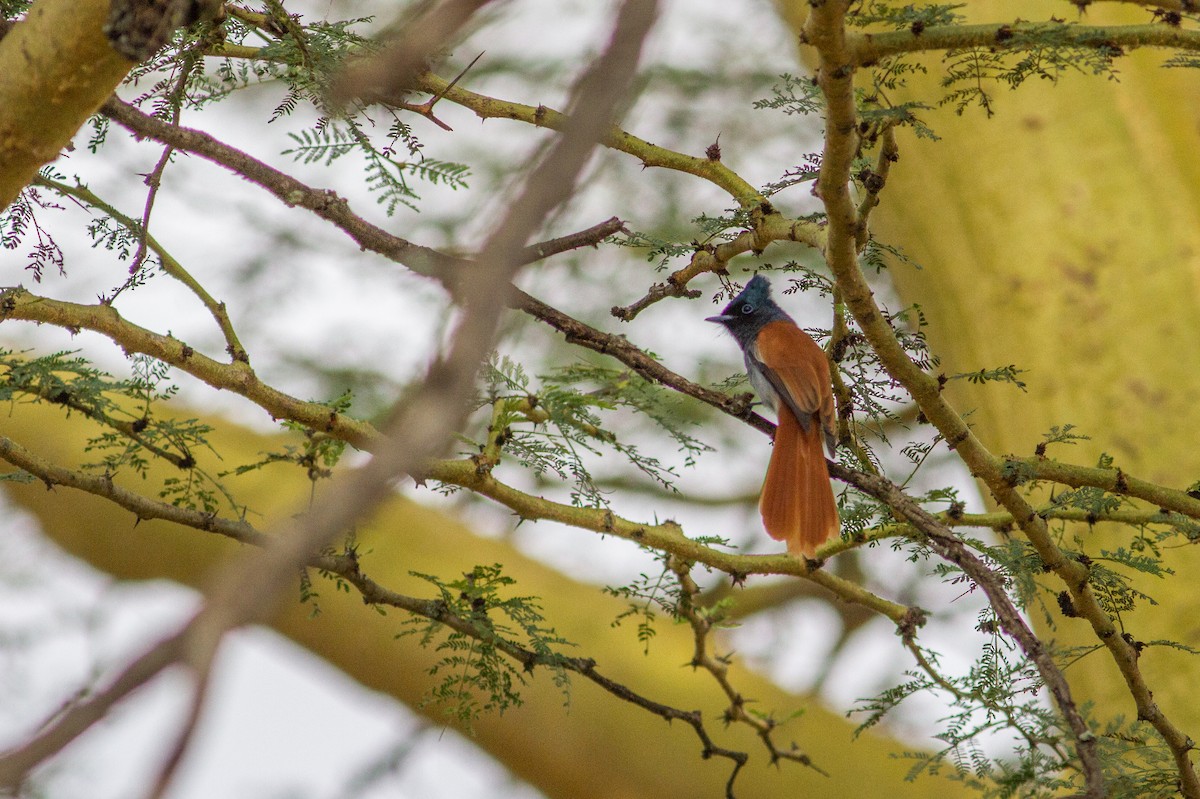 African Paradise-Flycatcher - ML136699581