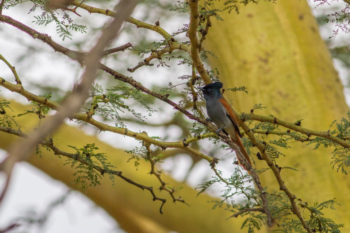 African Paradise-Flycatcher - ML136699621