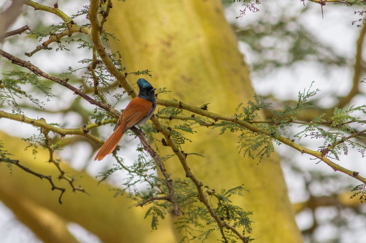 African Paradise-Flycatcher - ML136699631