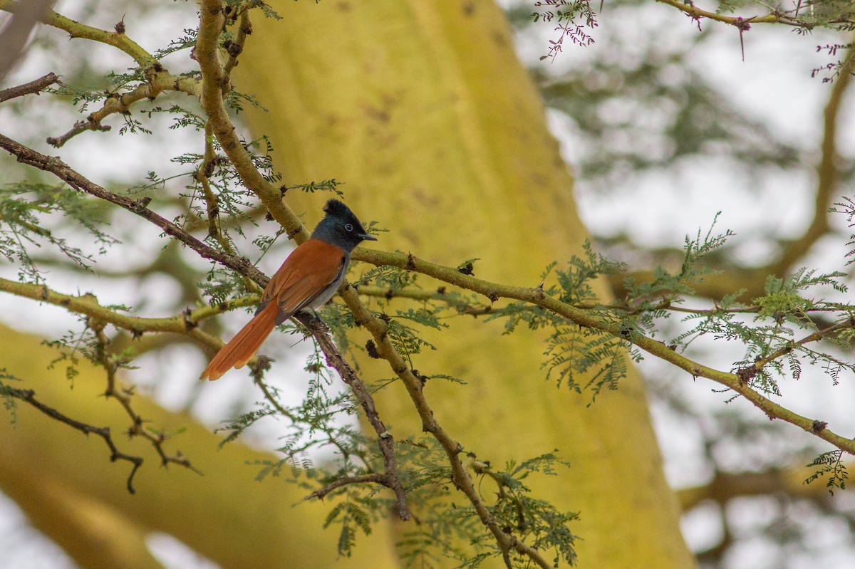 African Paradise-Flycatcher - ML136699651