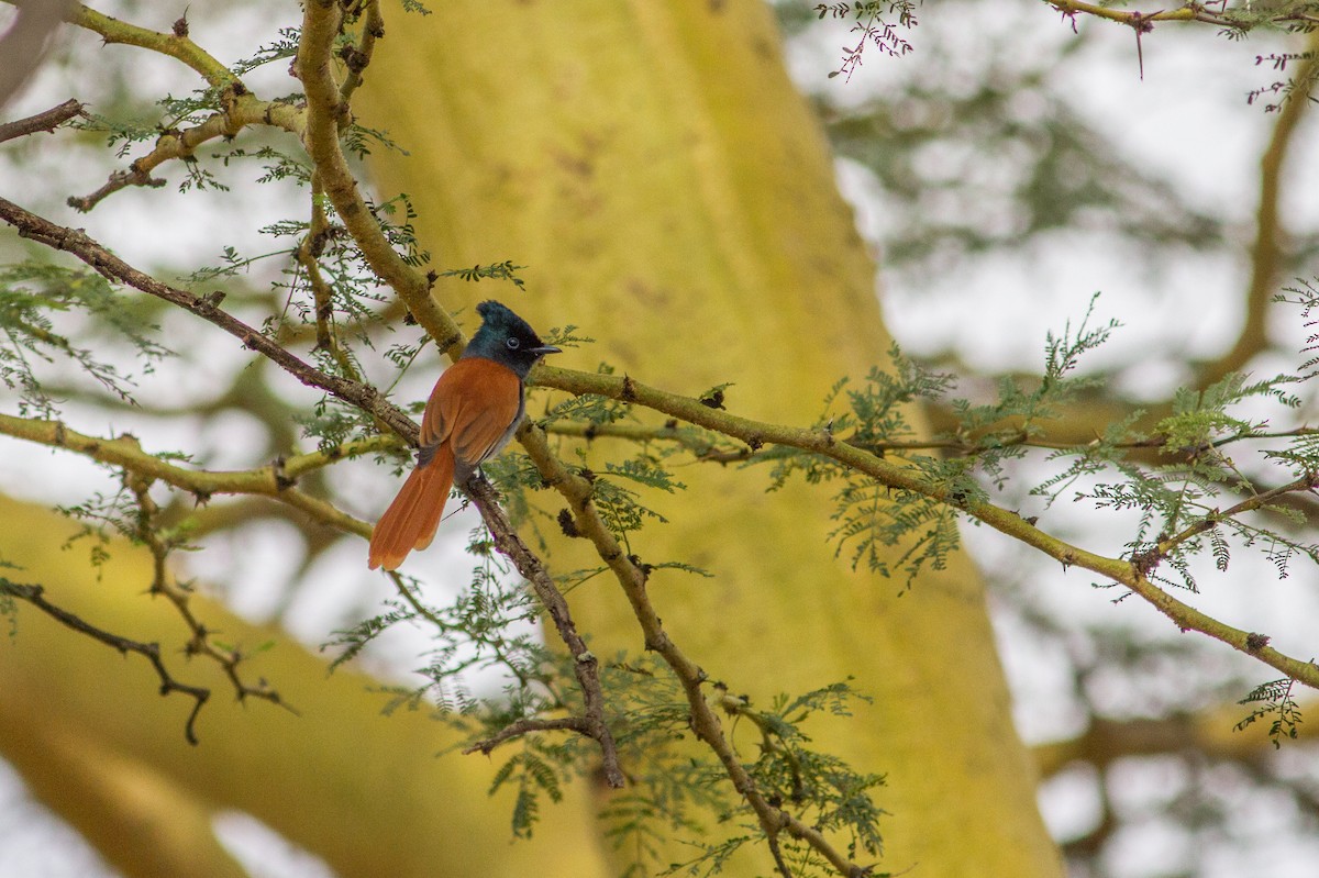 African Paradise-Flycatcher - ML136699661