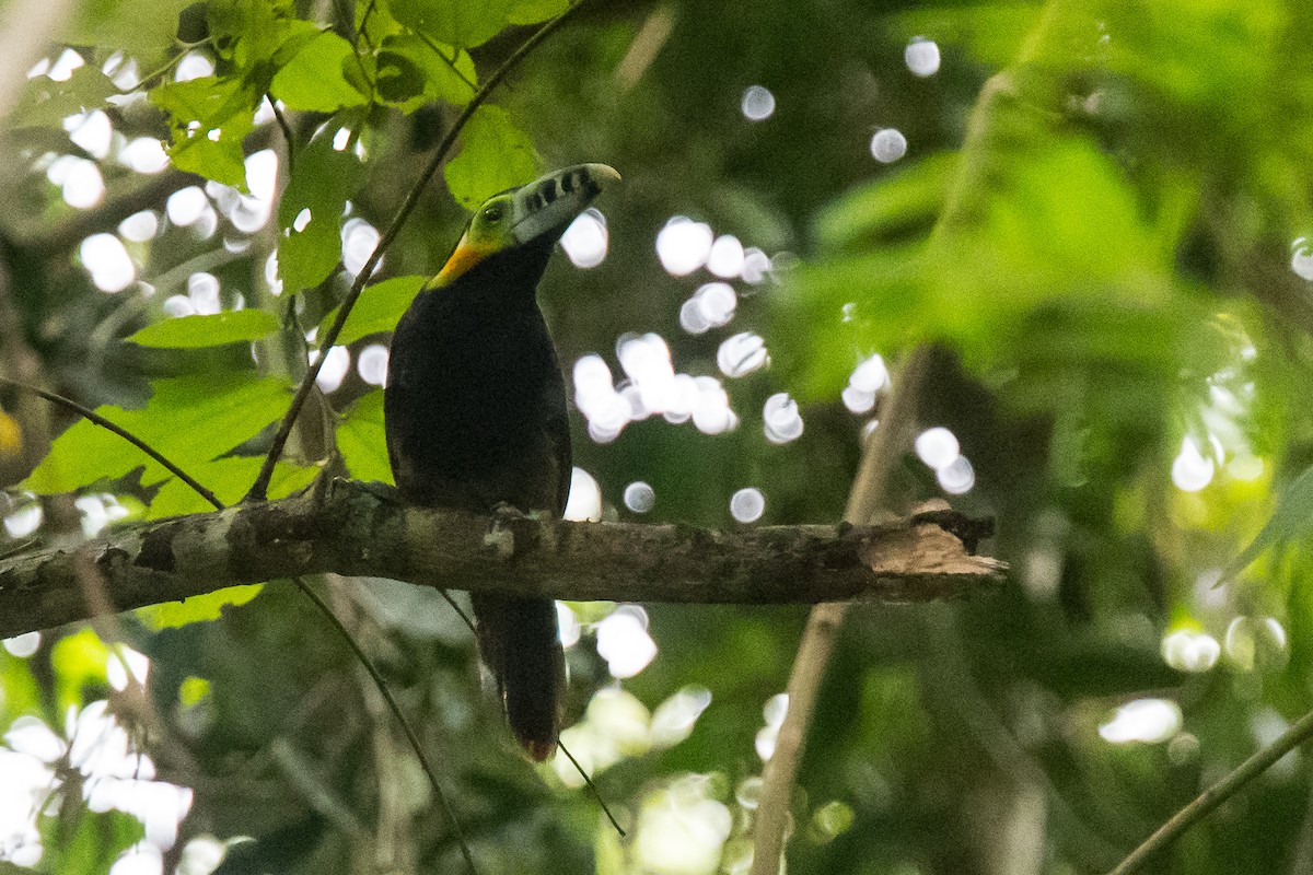 Spot-billed Toucanet - Nancy Christensen