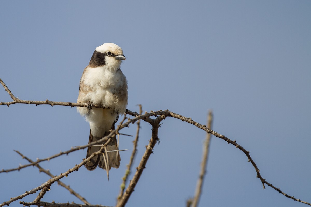 White-rumped Shrike - ML136699981