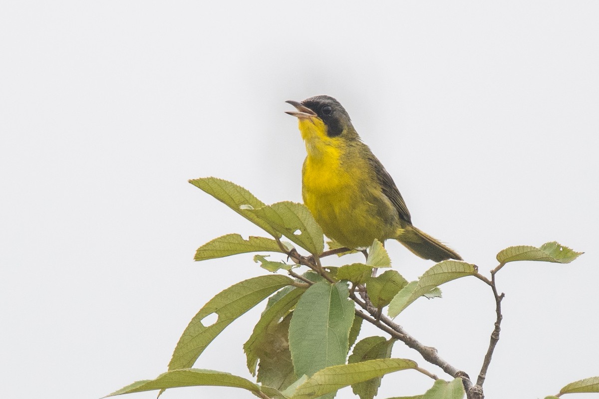 Southern Yellowthroat - Nancy Christensen