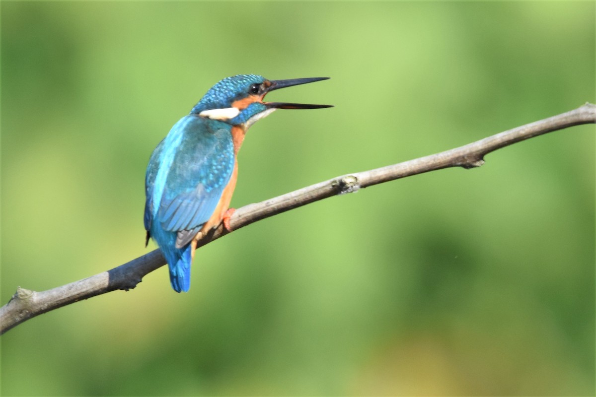 Common Kingfisher - Steve Bale