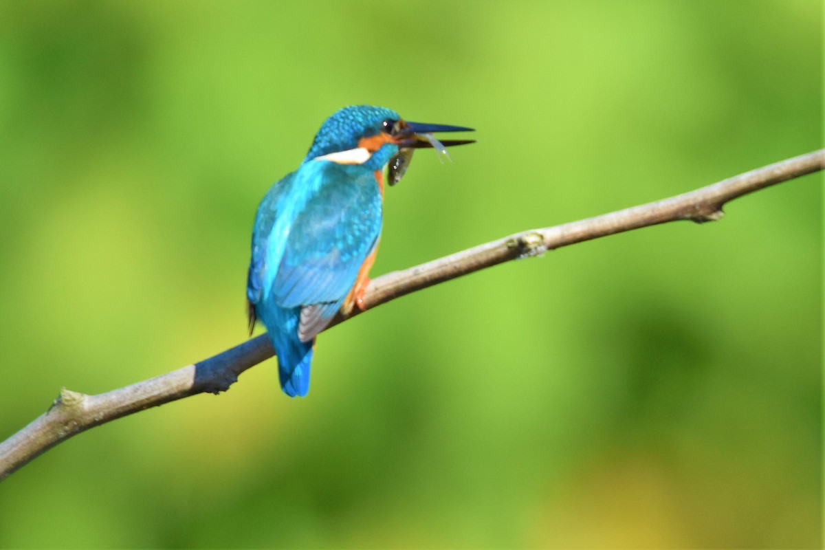Common Kingfisher - Steve Bale
