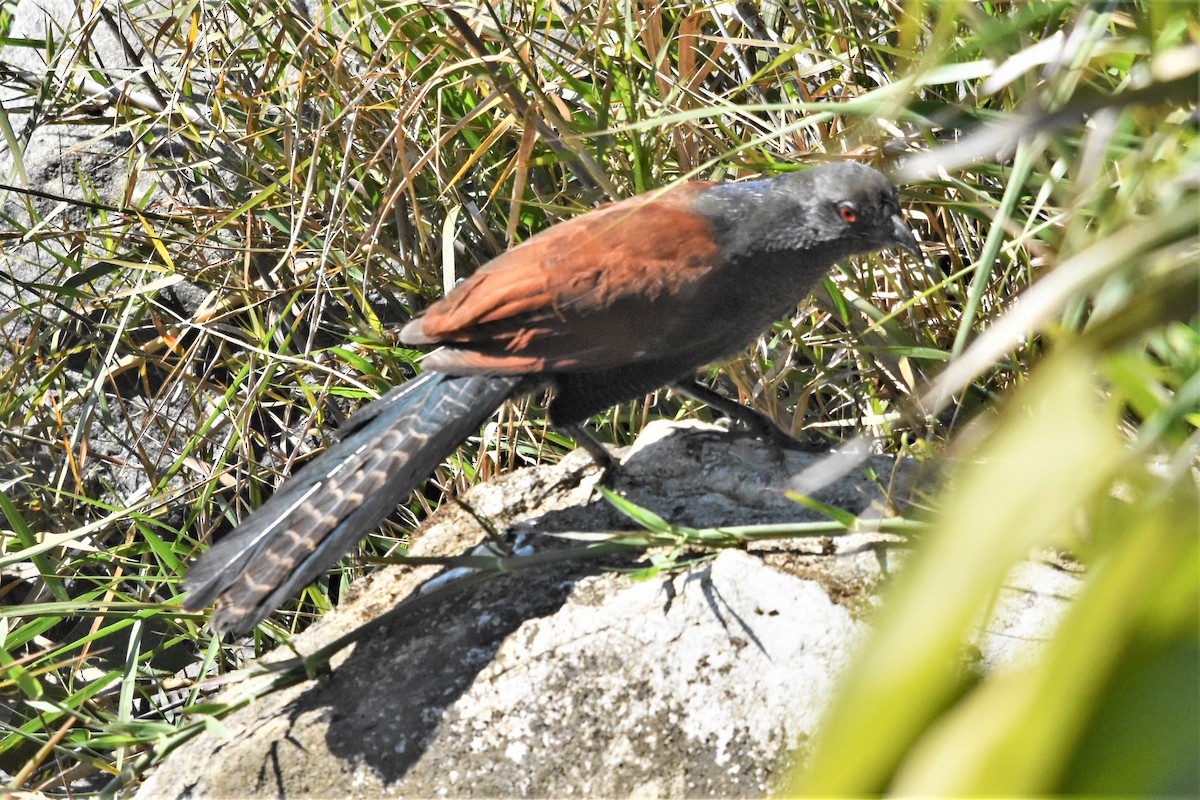 Greater Coucal - ML136702201