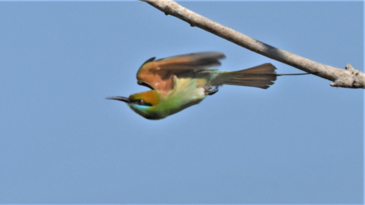 Asian Green Bee-eater - ML136702281