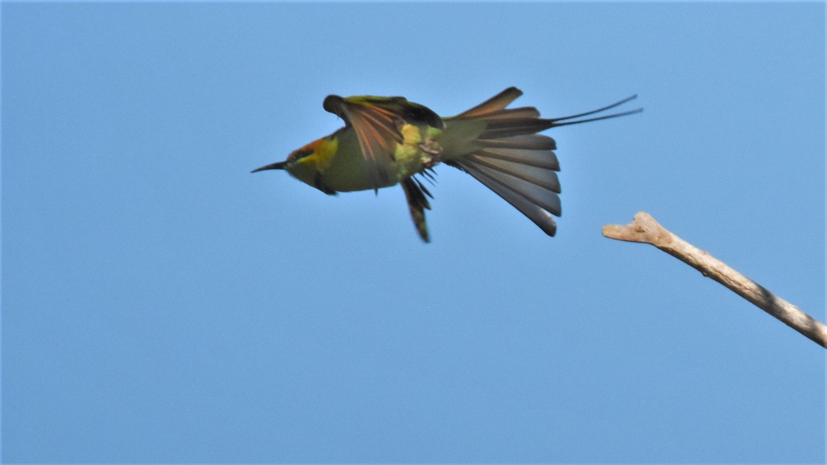 Asian Green Bee-eater - ML136702301