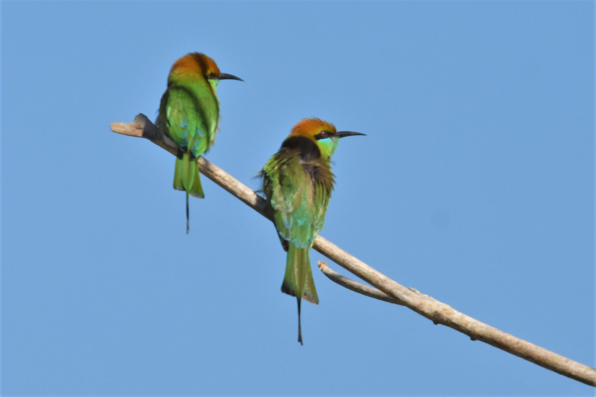 Asian Green Bee-eater - ML136702321