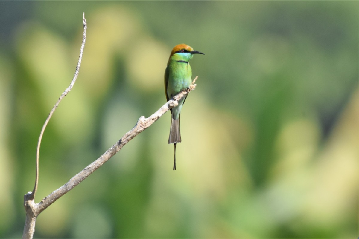Asian Green Bee-eater - ML136702341