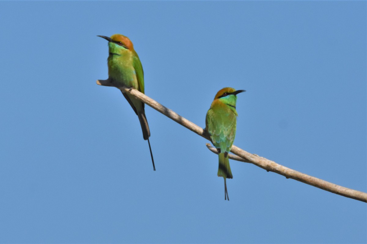 Asian Green Bee-eater - ML136702351