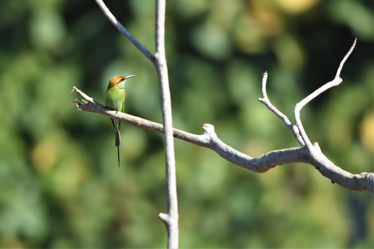 Asian Green Bee-eater - ML136702361