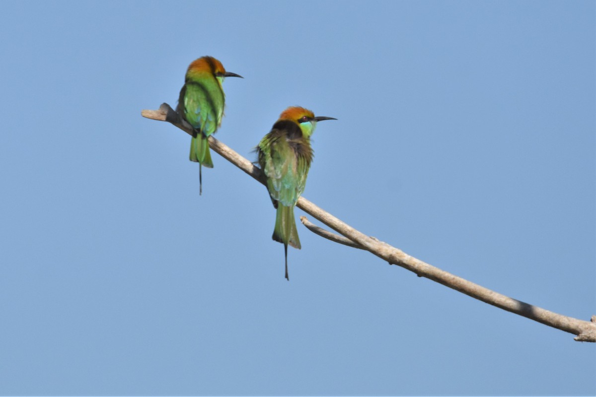 Asian Green Bee-eater - ML136702371