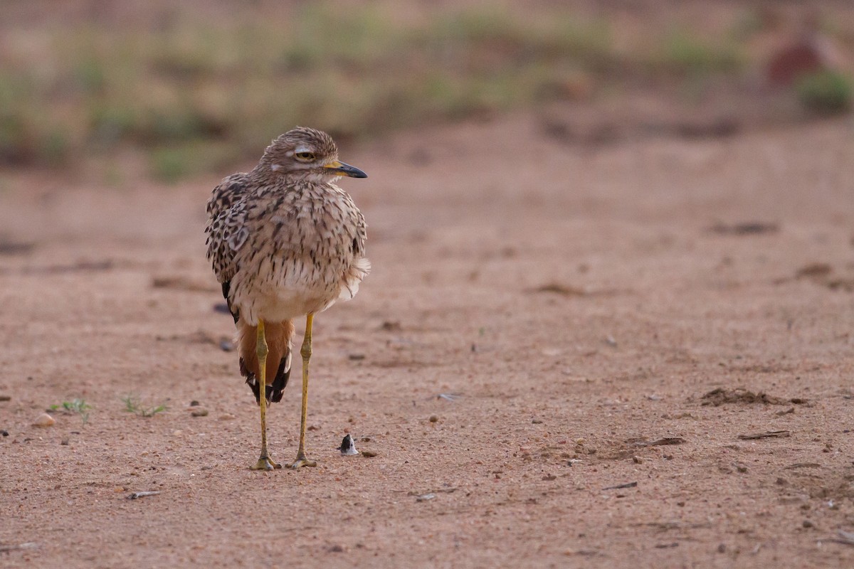 Spotted Thick-knee - ML136702541