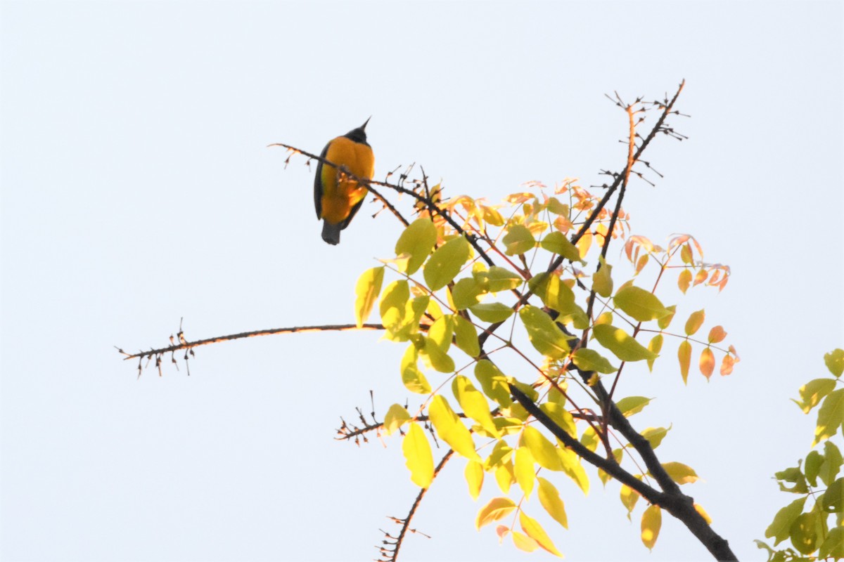 Orange-bellied Leafbird - Steve Bale