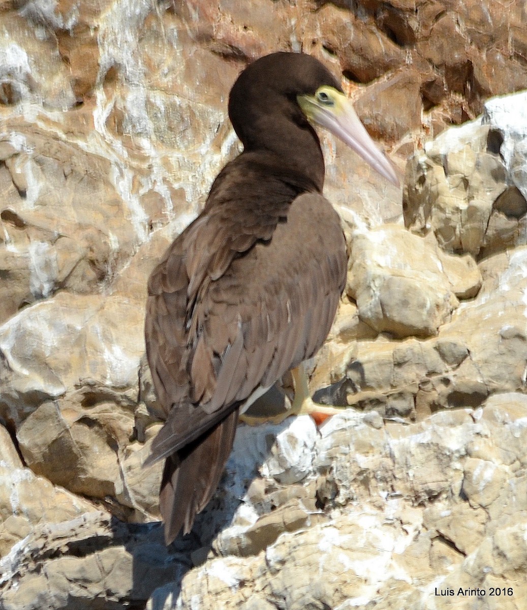 Piquero Pardo (leucogaster) - ML136702941