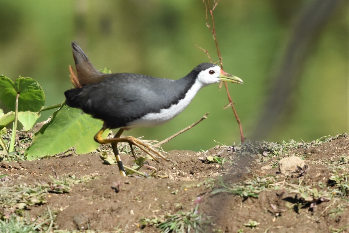 White-breasted Waterhen - Steve Bale