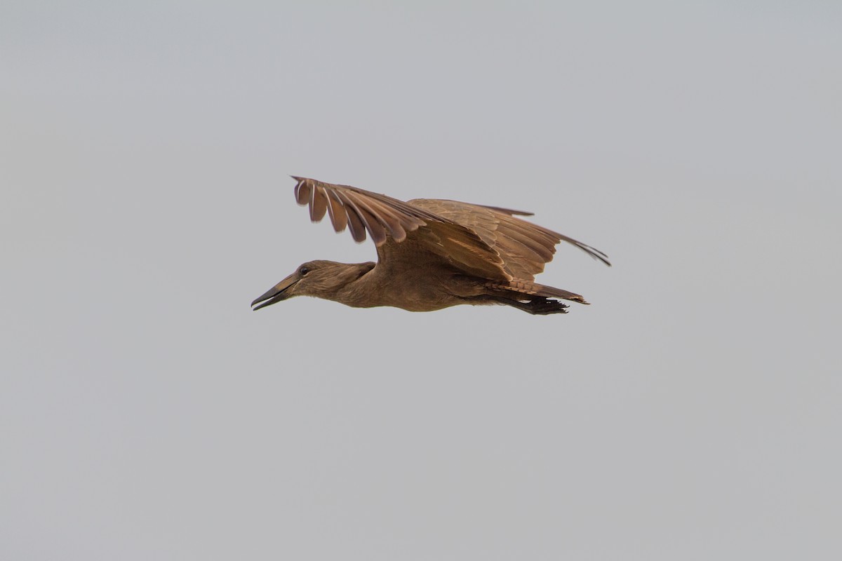 Hamerkop - ML136703141