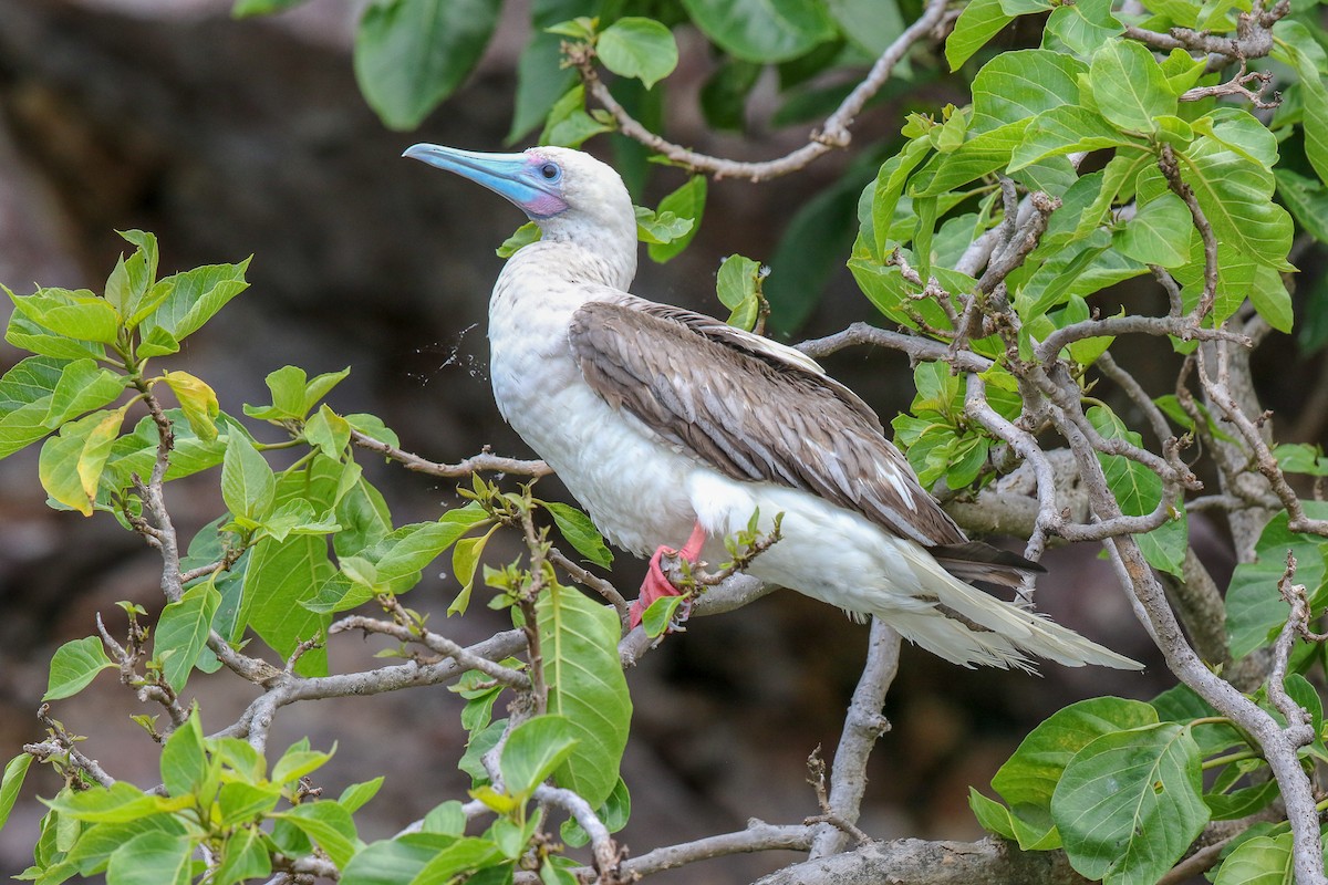 Red-footed Booby - George  Henry Stirrett