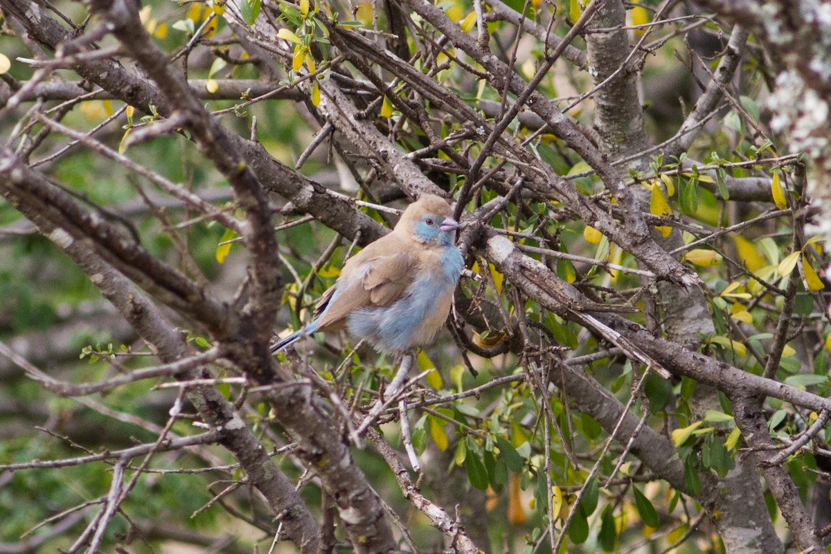 Red-cheeked Cordonbleu - ML136703451