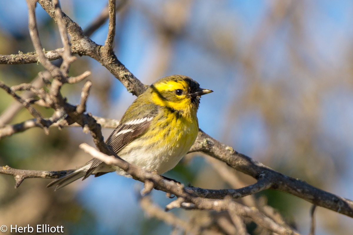 Townsend's Warbler - ML136703991