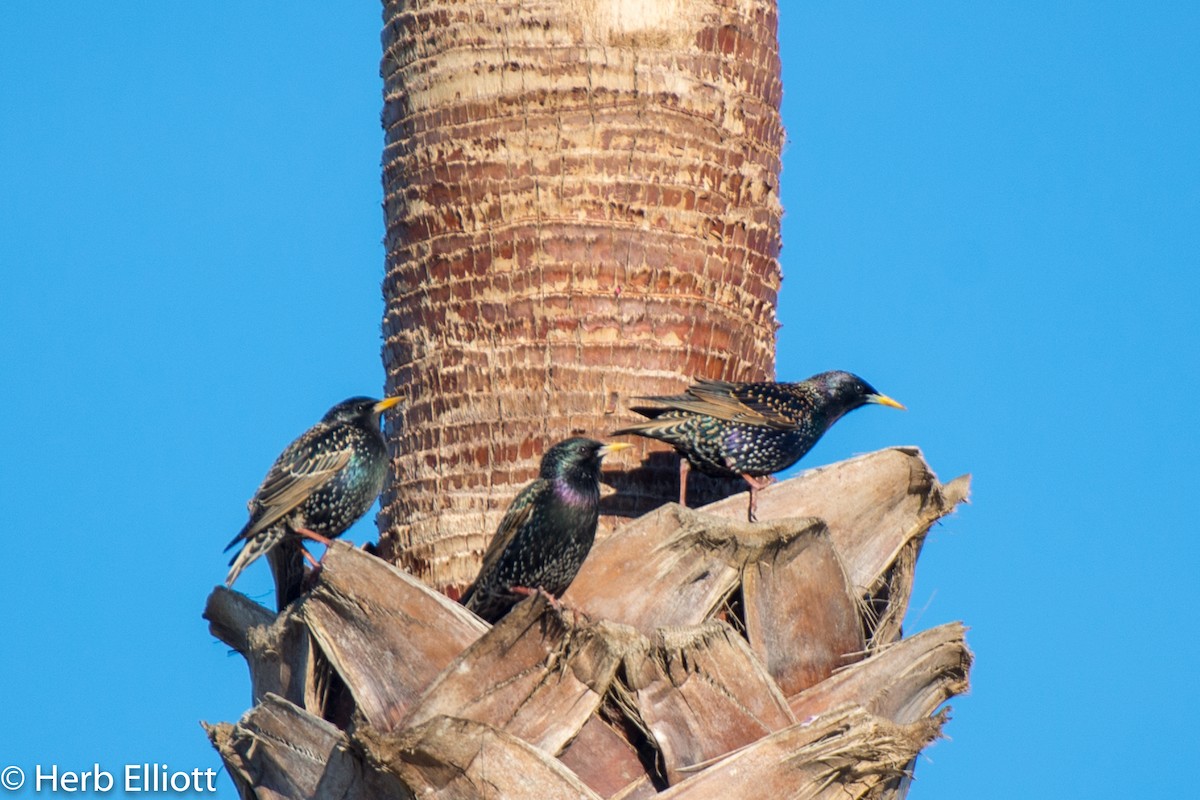 European Starling - ML136704401