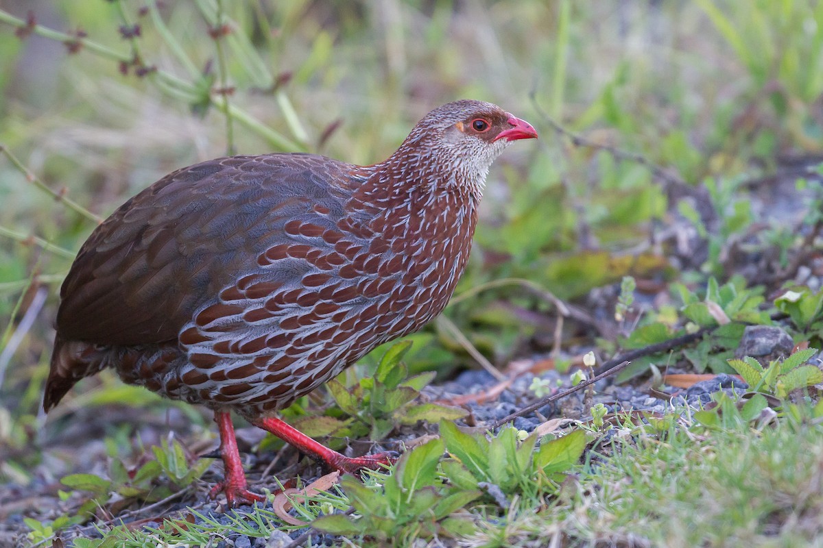 Jackson's Spurfowl - Chris Sayers