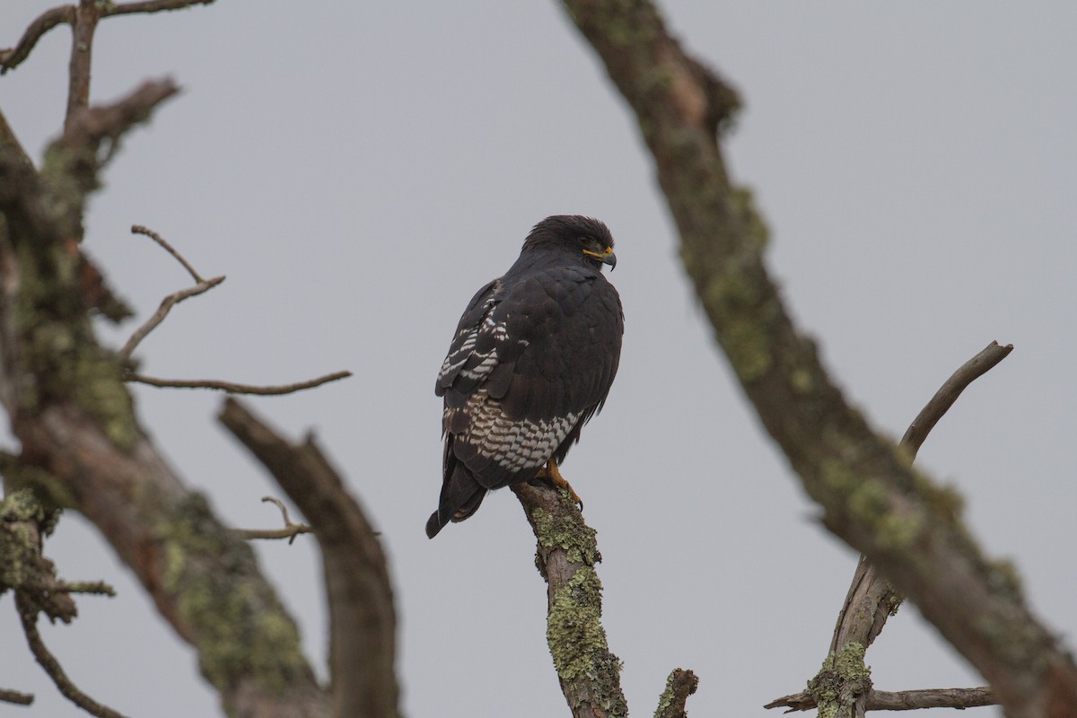 Augur Buzzard (Augur) - Chris Sayers