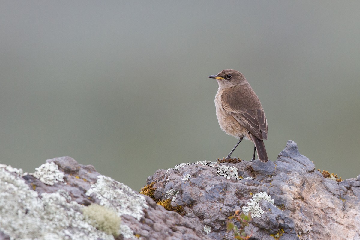 Moorland Chat - Chris Sayers