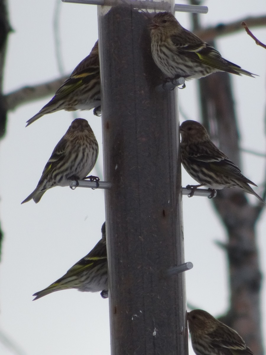 Pine Siskin - ML136707571