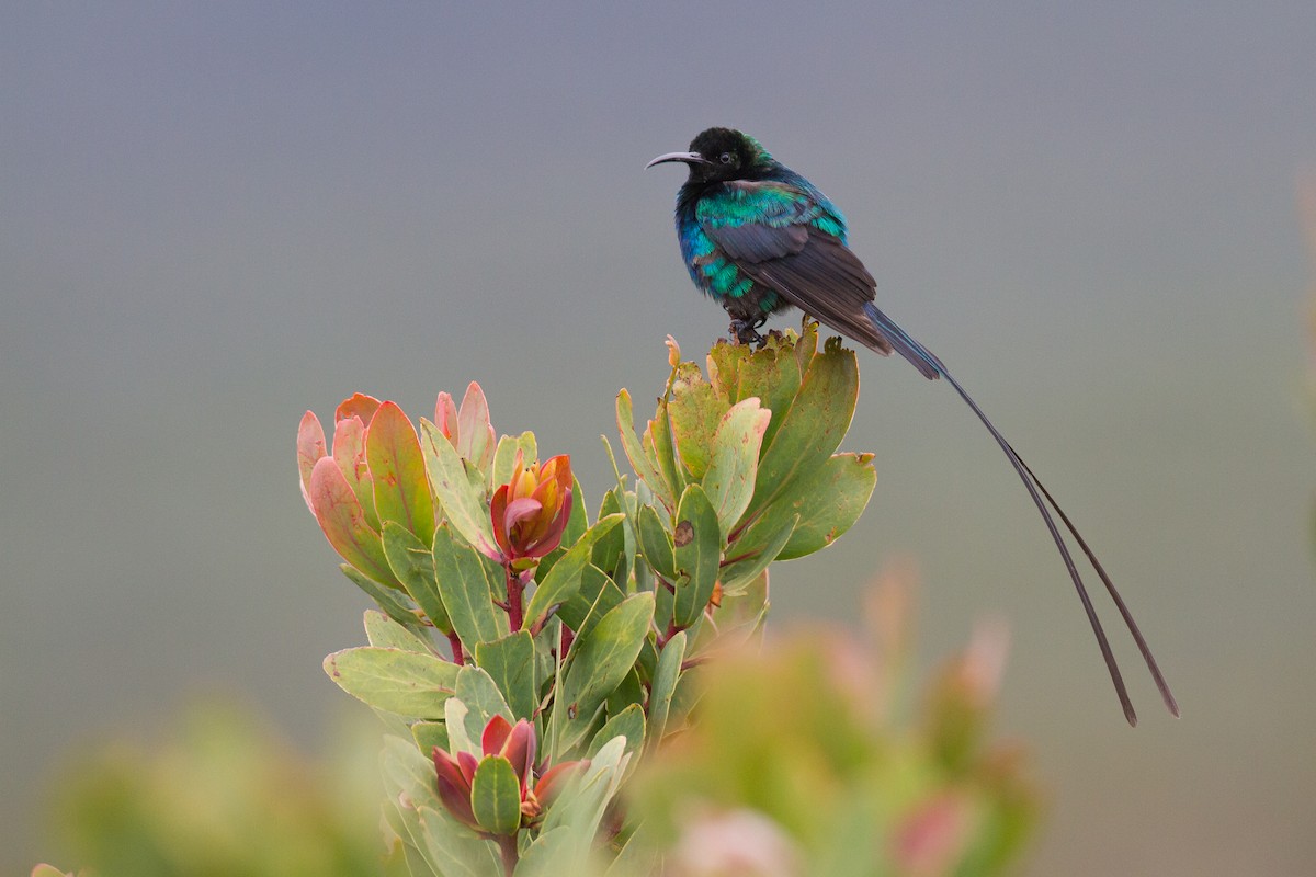 Red-tufted Sunbird - ML136707861