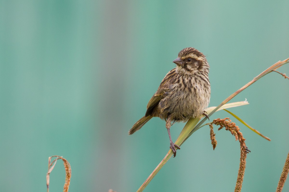 Streaky Seedeater - Chris Sayers
