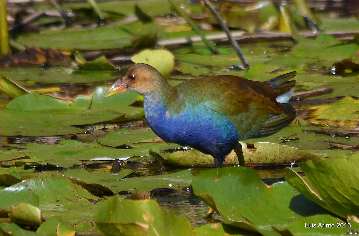 Purple Gallinule - ML136708301