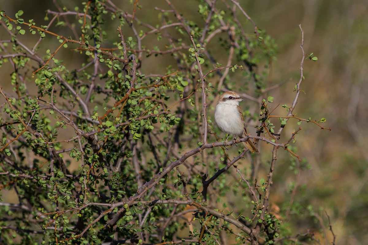 Isabelline Shrike - ML136712351