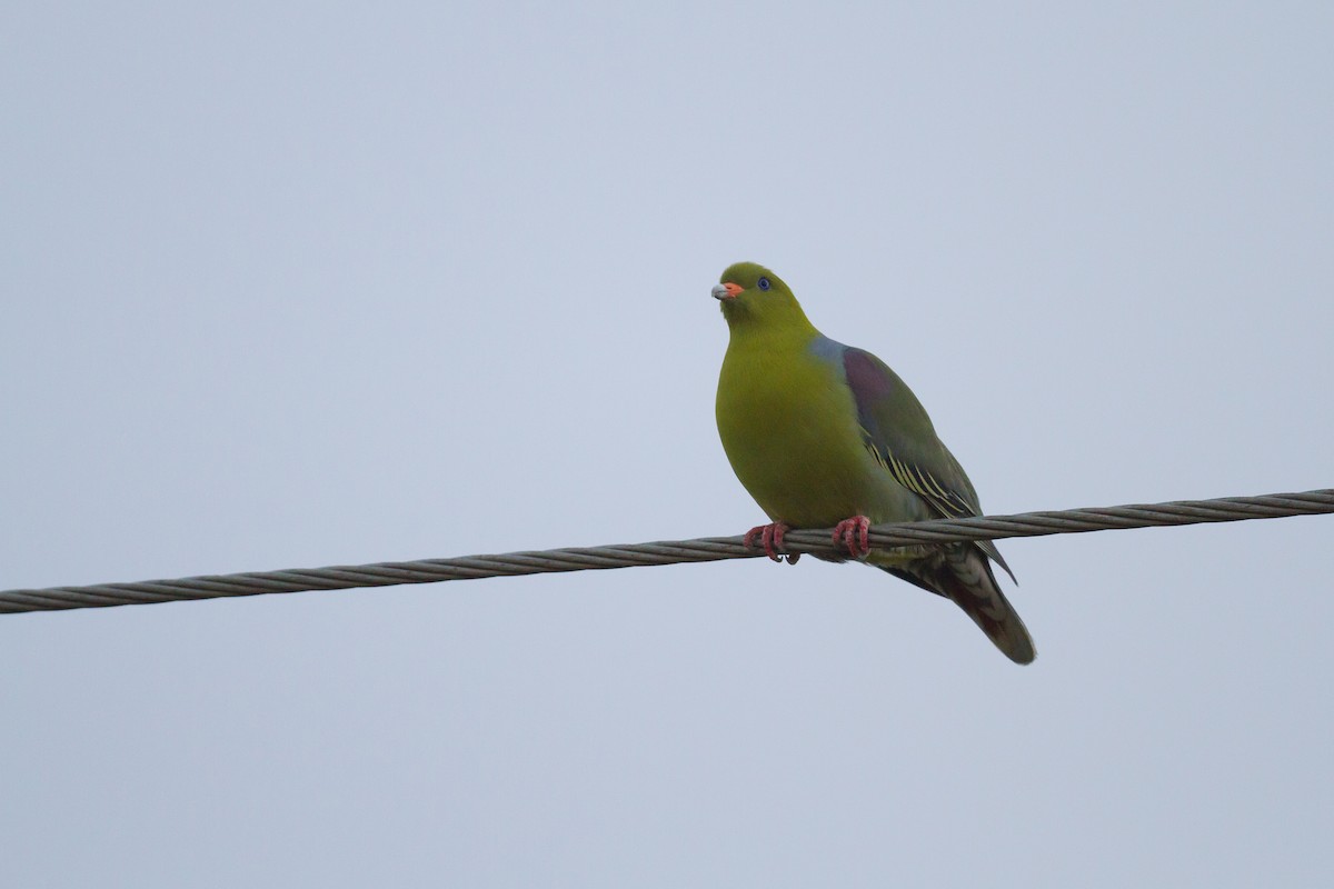 African Green-Pigeon - Chris Sayers