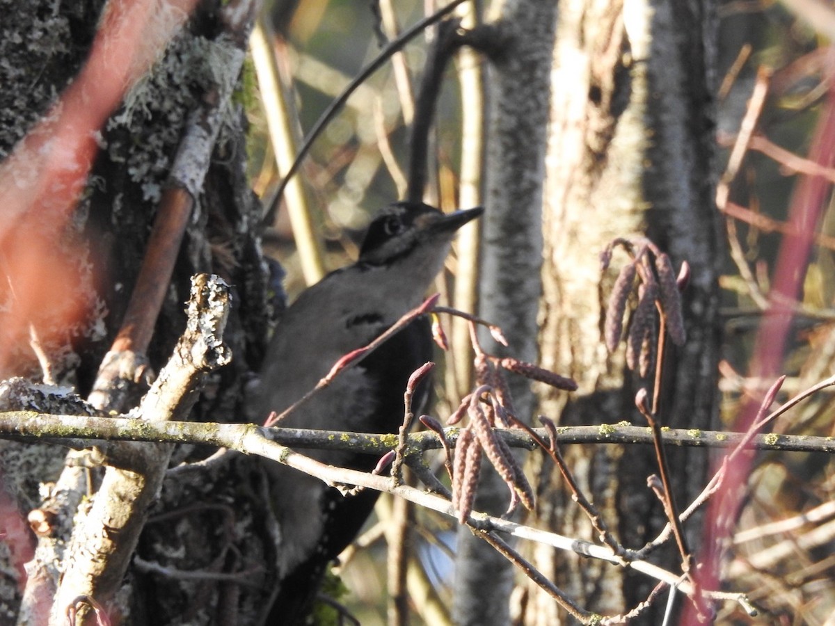 Hairy Woodpecker - ML136714491