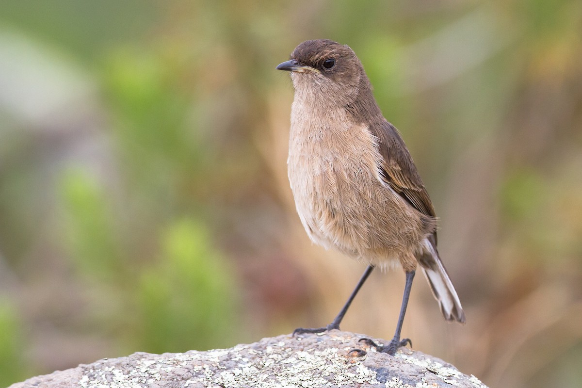 Moorland Chat - Chris Sayers