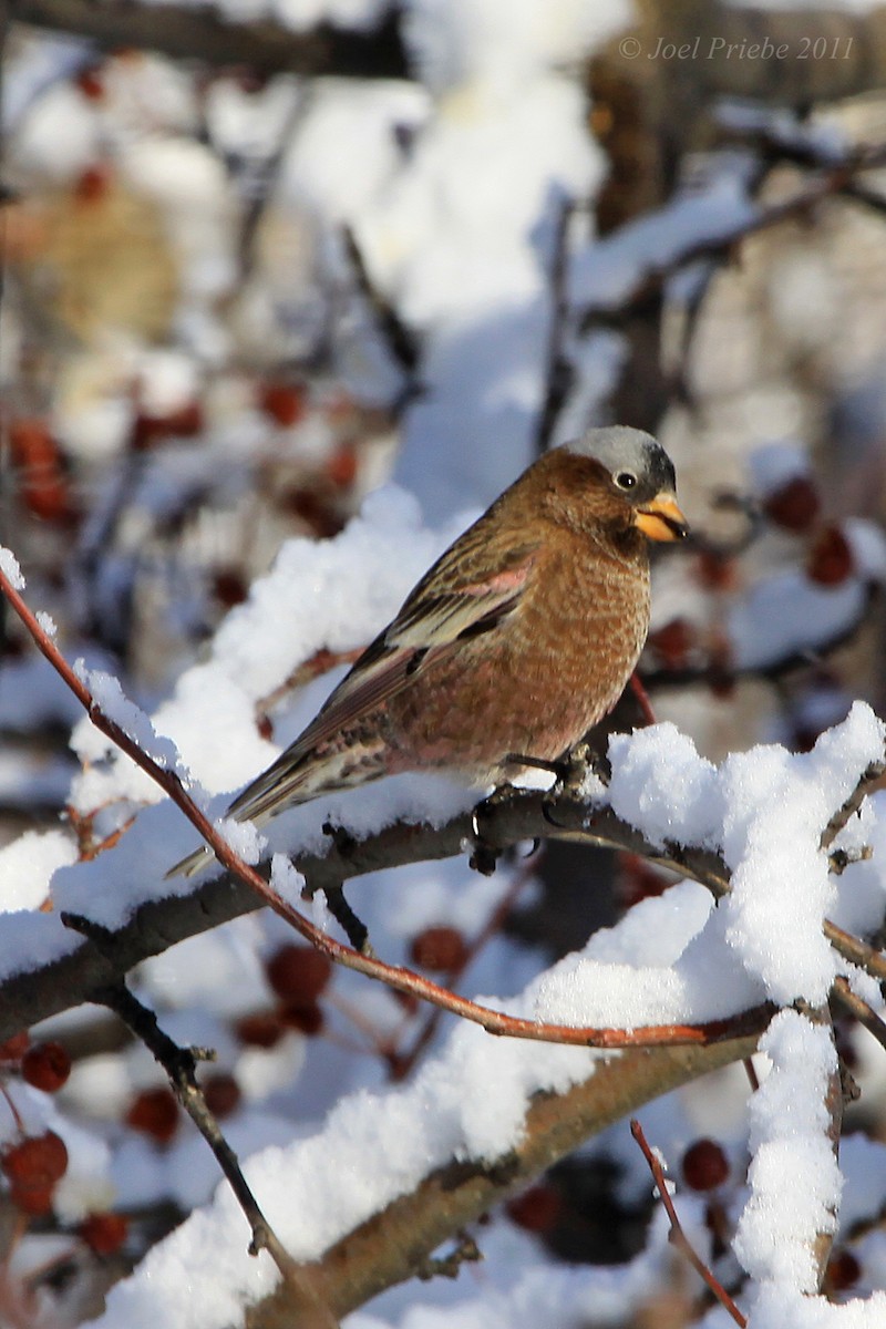 Pinzón Montano Nuquigrís (grupo tephrocotis) - ML136716411