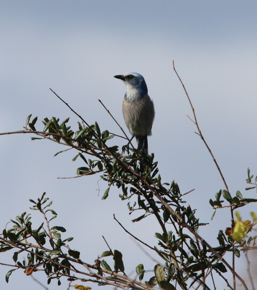 Florida Scrub-Jay - ML136718881