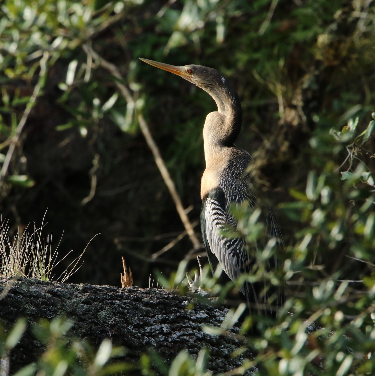 Anhinga - ML136719701