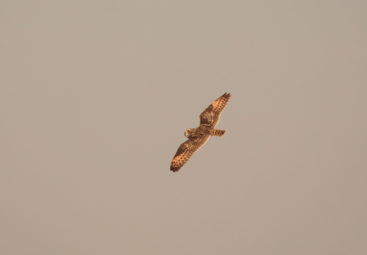 Short-eared Owl - ML136721641