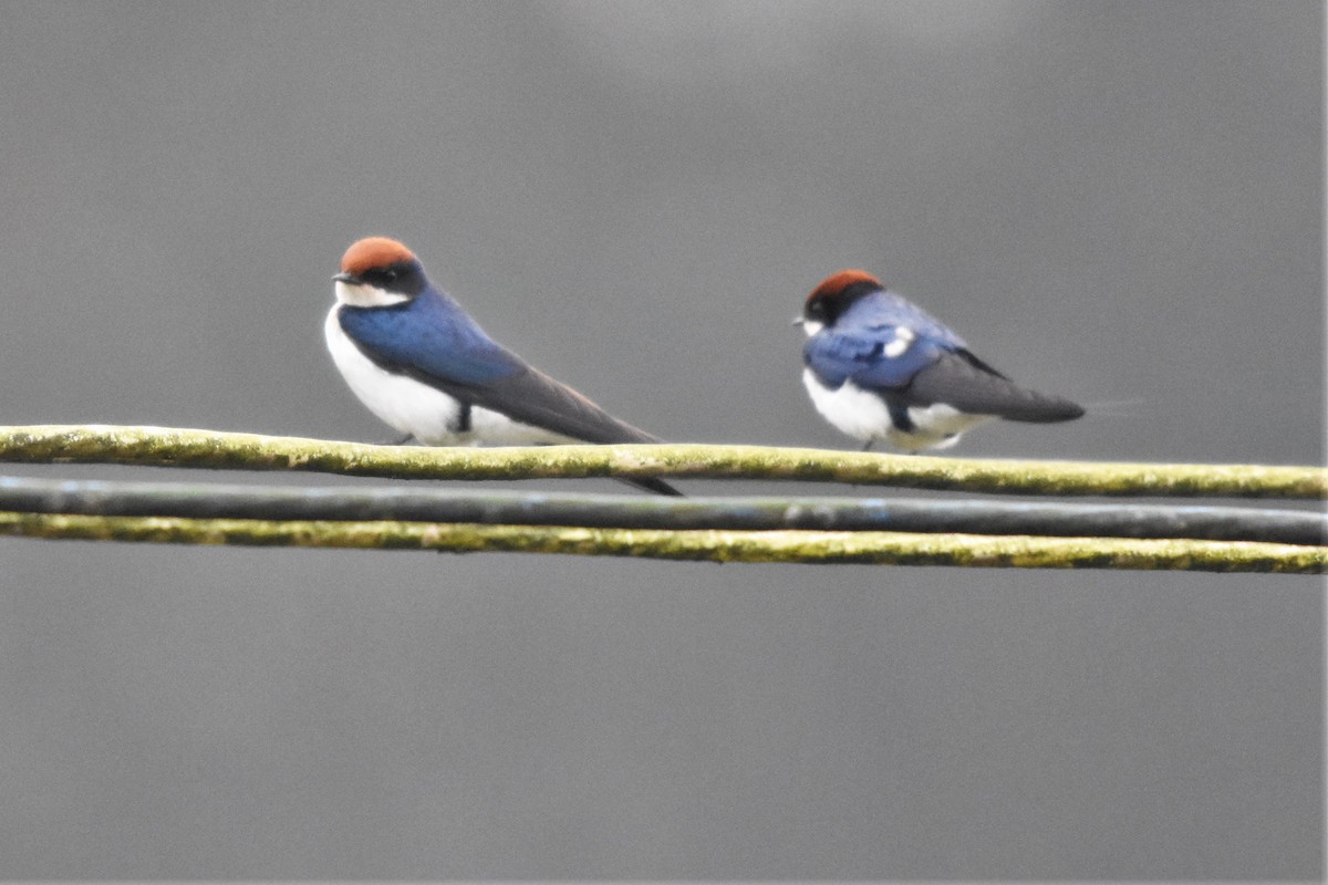 Wire-tailed Swallow - Steve Bale