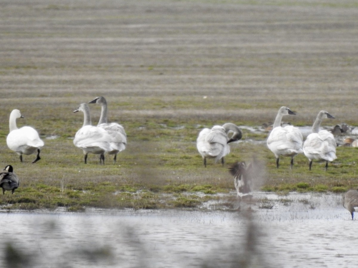 Tundra Swan - ML136723691