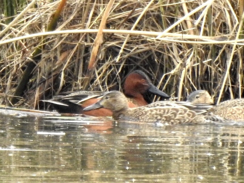 Cinnamon Teal - ML136723801