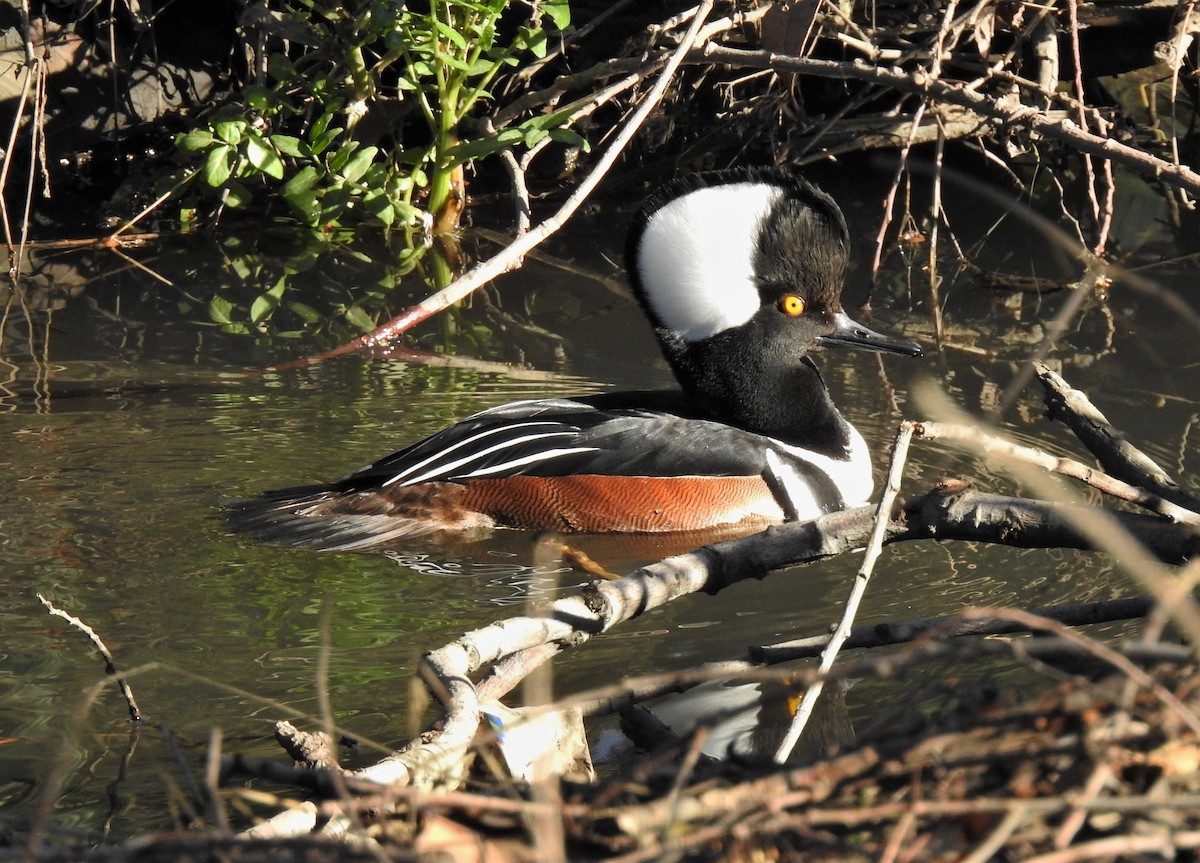 Hooded Merganser - ML136723901