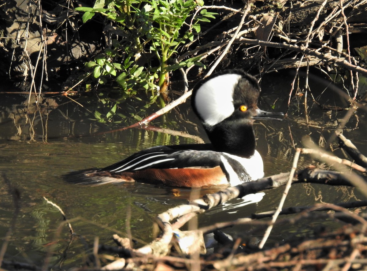 Hooded Merganser - ML136723941