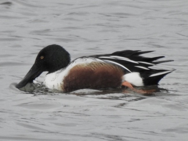 Northern Shoveler - ML136723951