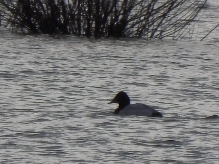 Canvasback - ML136723991